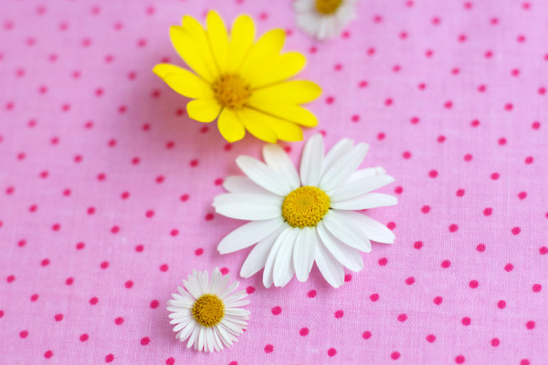 daisies-and-polka-dots-pink