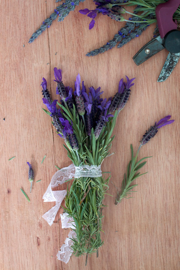 Spring Lavender Harvest for Drying