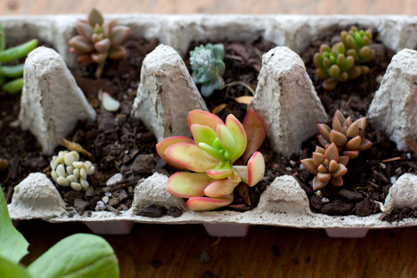 Egg-Carton Succulents - Planter and Gift Idea