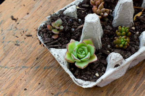 Egg-Carton Succulents - Succulent Gift Idea and Planter