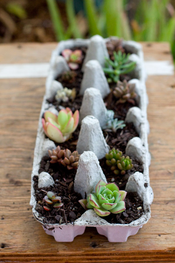 Succulent gift ideas - Egg carton succulents