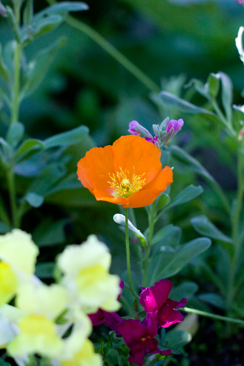 Spring Garden Flowers - Orange Poppy Feature