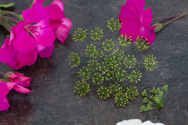 Flower Arrangement : Rose, Geranium, Parsley and Chive