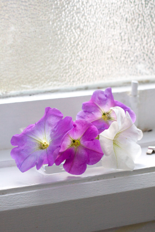 Mini Window Sill Flower Arrangement with Petunias